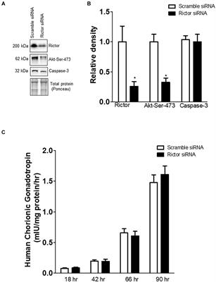 Mechanistic Target of Rapamycin Complex 2 Regulation of the Primary Human Trophoblast Cell Transcriptome